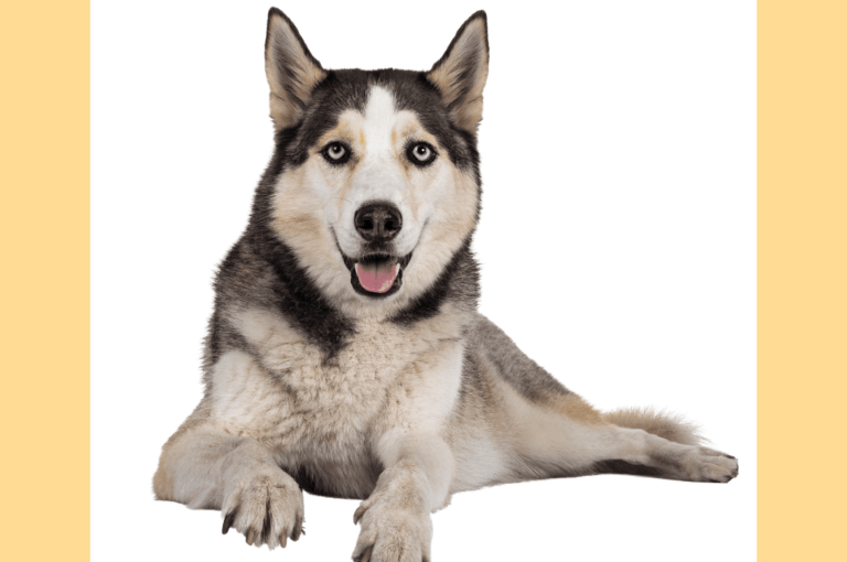 معلومات لم تسمع عنها من قبل عن كلاب الهاسكي