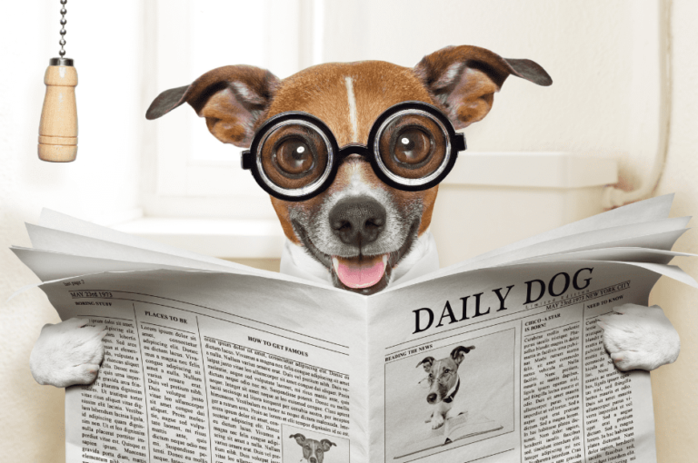 أفضل علاج للإسهال عند الكلاب