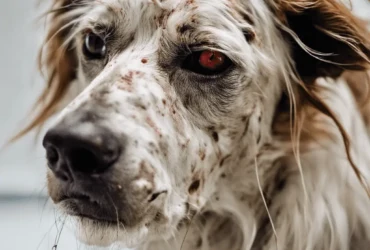 أمراض الكلاب الجلدية بالصور