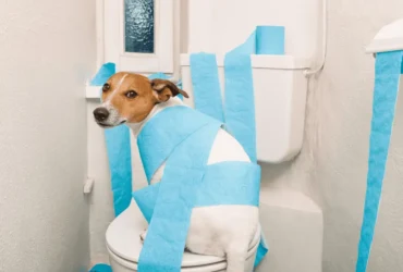 أنواع الإسهال عند الكلاب و أسبابه وعلاجه