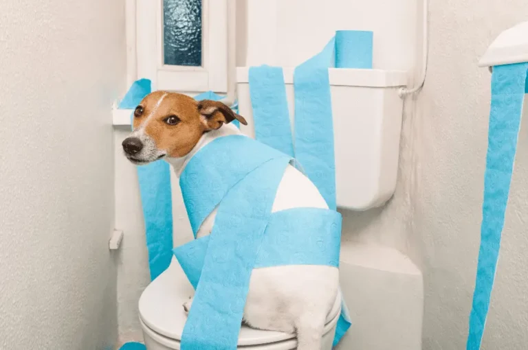 أنواع الإسهال عند الكلاب و أسبابه وعلاجه