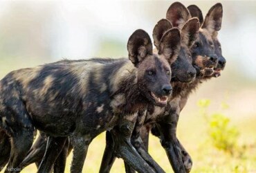 معلومات وحقائق حول الكلاب البريه