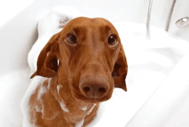 كيفية تنظيف الكلاب في المنزل