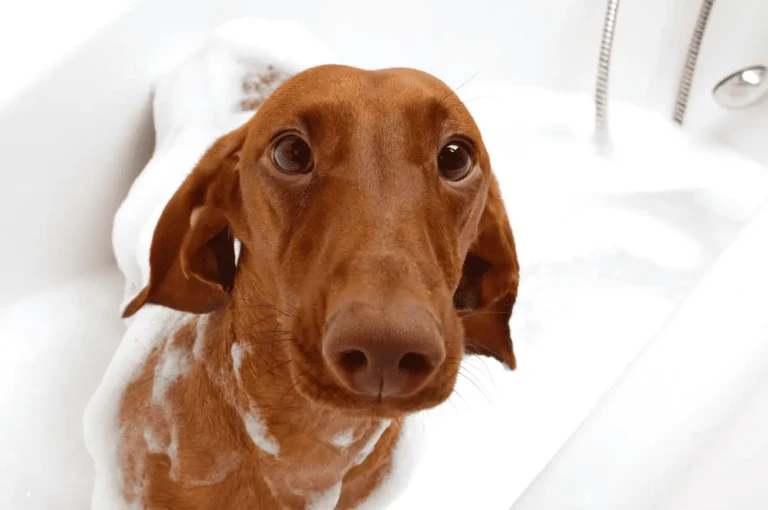 كيفية تنظيف الكلاب في المنزل
