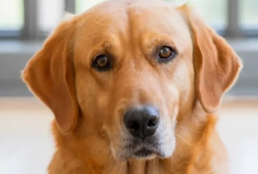 أفضل أنواع الكلاب : اختيارك المثالي