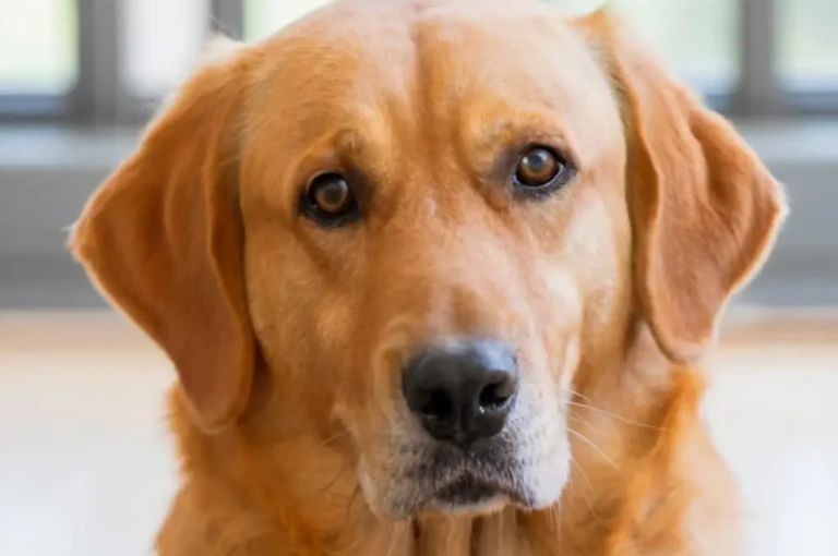 معلومات وبحث شامل عن الكلاب