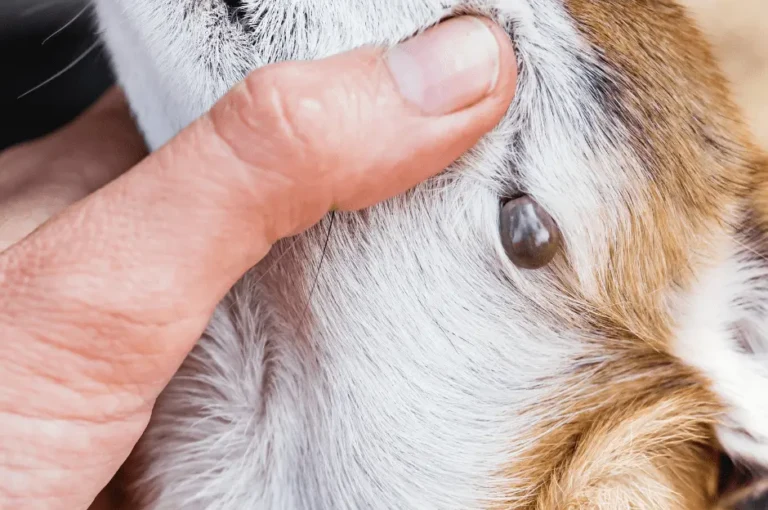 أنواع الطفيليات الخارجية عند الكلاب و طرق التخلص منها