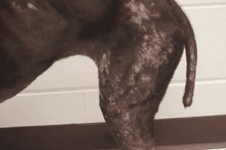 علاج أمراض الجلد الفطرية عند الكلاب