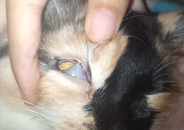 انا القطة عندي من حوالي الظهر كدا نايمة ف كنت فكراها نايمة عادي ولما جيت اصحيها مش راضية تفوق مع انها لعبية بس عايزة تفضل نايمة غير ان شكل عنيها غريب وقاطعة اكل وشرب انهاردة خالص وبتتنفس ب صعوبة شوية هيا حاليا نايمة وعنيها في حاجة جوا كدا زي مغطية نصها هيا ٥ شهور ده غير ان هيا بتترعش