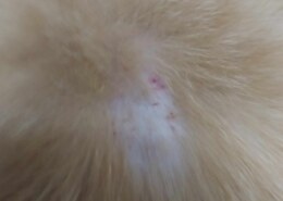 علاج لقطة لديها فطريات