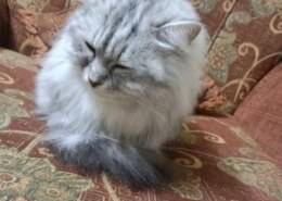 استشاره لقطتي