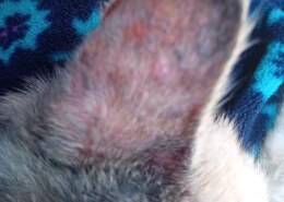 قطتى عندها فطريات