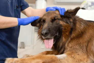 أسباب و علاج تساقط الشعر عند الكلاب