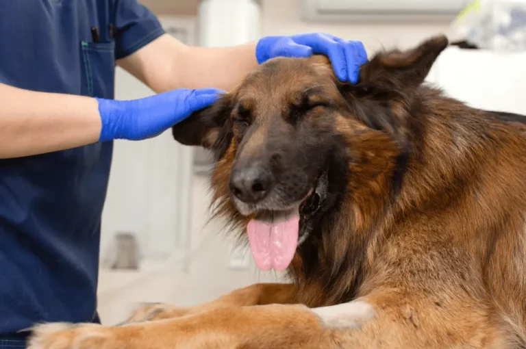 أسباب و علاج تساقط الشعر عند الكلاب