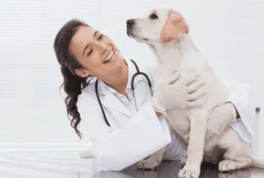 ماهو توسع المعدة عند الكلاب ومضاعفاته 