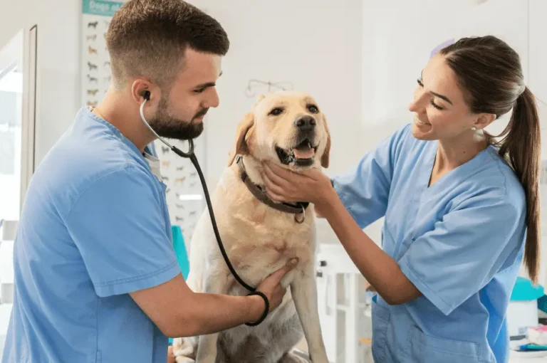 الاضطرابات القلبية عند الجراء والقطط الصغيرة