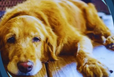 ماهو شلل الأطراف الخلفية للكلاب ؟