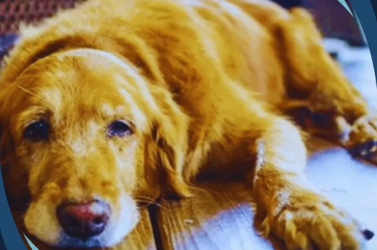 ماهو شلل الأطراف الخلفية للكلاب ؟