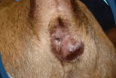 كيف تتخلص من مشاكل الغدة الشرجية عند الكلاب ؟