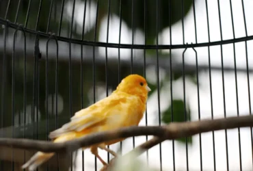 كيفية تربية العصافير الكناري في المنزل