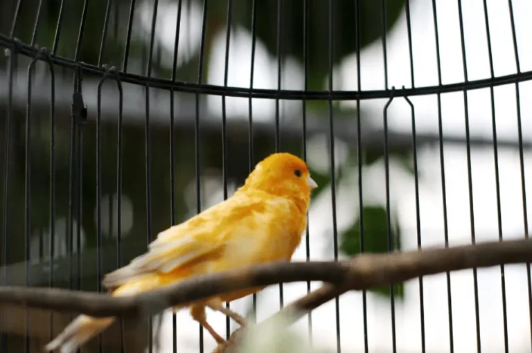 كيفية تربية العصافير الكناري في المنزل