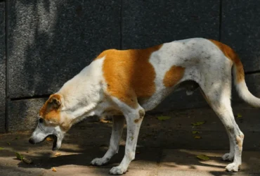 ماذا تتصرف عند حدوث قيء عند الكلاب؟