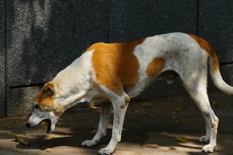 ماذا تتصرف عند حدوث قيء عند الكلاب؟