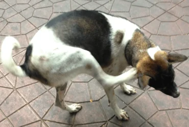 أسباب و علاج حكة الكلب في المنزل     