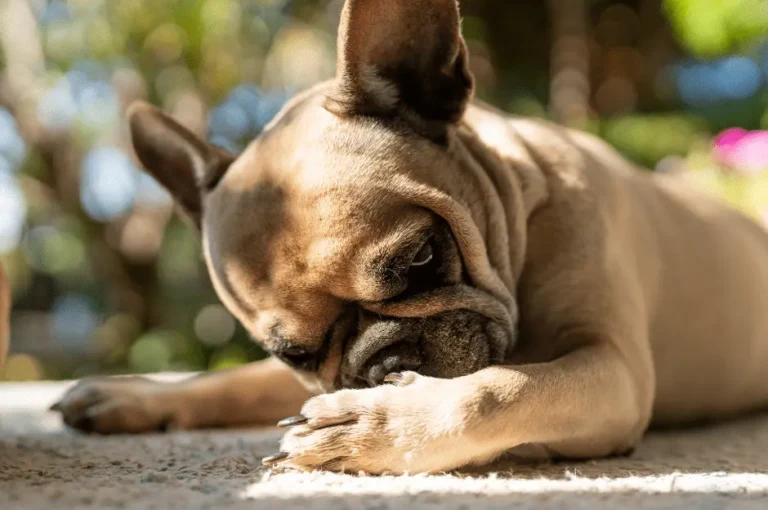 ماهو علاج الحساسية عند الكلاب ؟