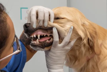 أمراض ومشاكل الأسنان عند الكلاب والوقاية منها