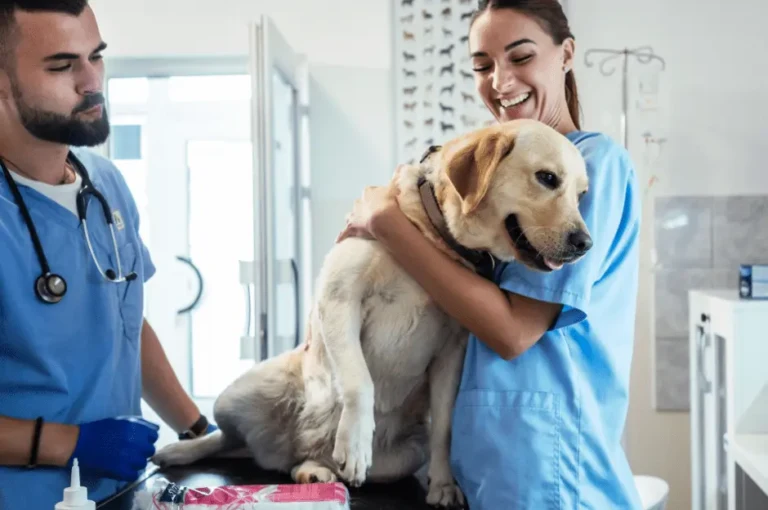 التهاب الرحم عند انثى الكلاب وعلاجه