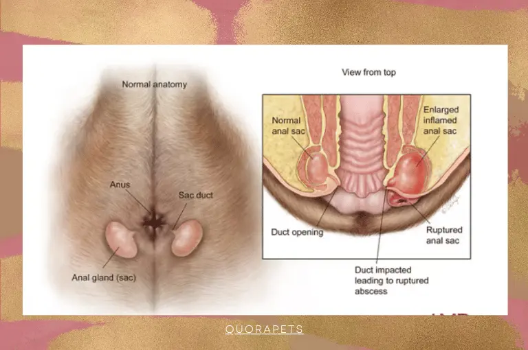 الغدد الشرجية عند الكلاب