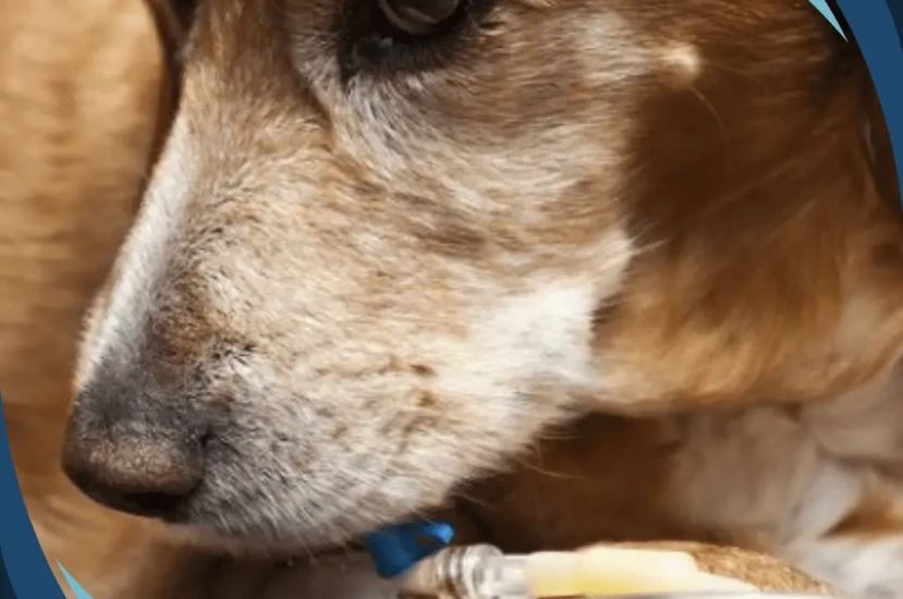 أهم اعراض امراض الكبد عند الكلاب