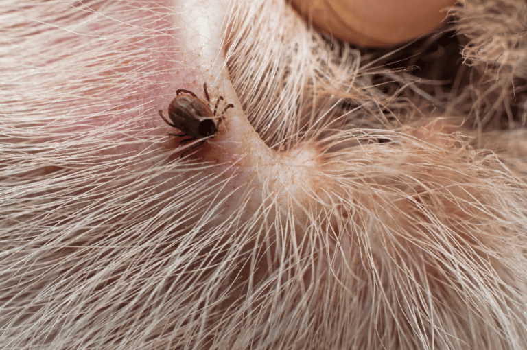 كيفية التخلص من قراد الكلاب في المنزل