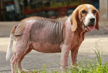 كيف تعالج الجرب عند الكلاب  في المنزل؟