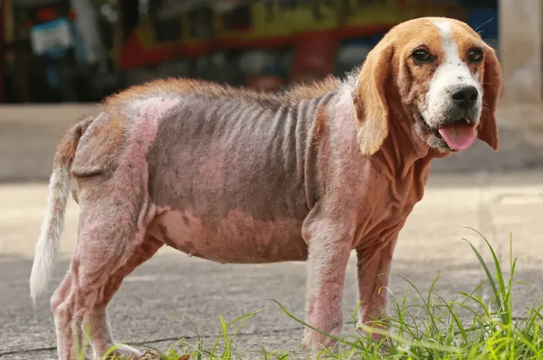 كيف تعالج الجرب عند الكلاب  في المنزل؟