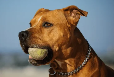 كيف تختار كلب بيتبول مناسب لعائلتك؟