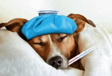 أفضل دواء لعلاج القيء عند الكلاب : الدليل الشامل