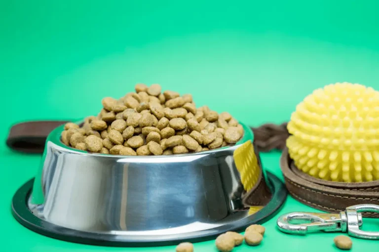 ماهي مستلزمات الكلاب الضروية لصحتها وسعادتها؟