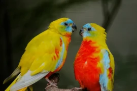 تربية أنواع عصافير الحب : نصائح وإرشادات للعناية بطائرك