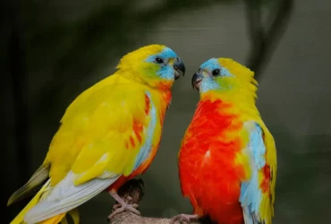 تربية أنواع عصافير الحب : نصائح وإرشادات للعناية بطائرك