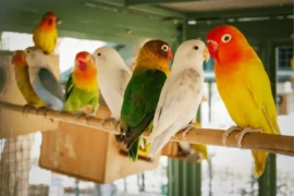 طريقة تربية طيور الكناري والعناية بها