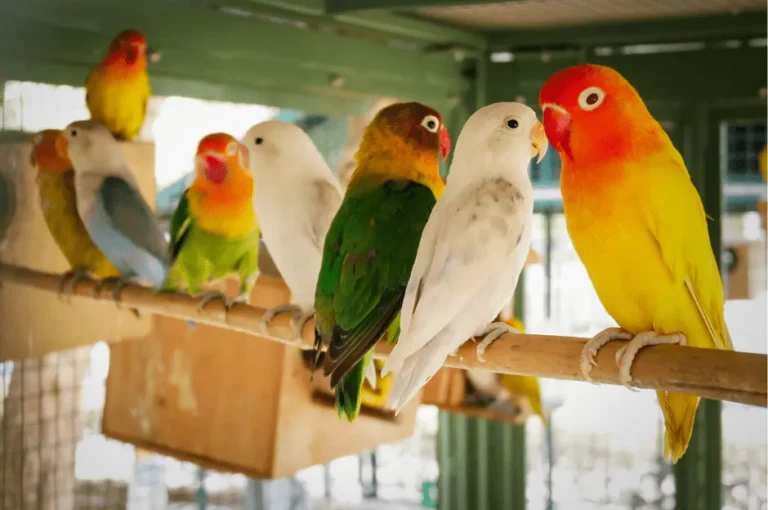 طريقة تربية طيور الكناري والعناية بها