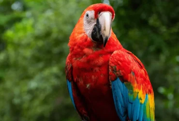 الببغاء الدرة الهندي: السمات والعناية المثالية