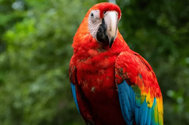 الببغاء الدرة الهندي: السمات والعناية المثالية