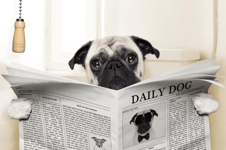 أسرار تدريب الكلاب على الحمام بسهولة