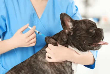 أسرار تطعيمات الكلاب : كيف تحافظ على صحة كلبك؟