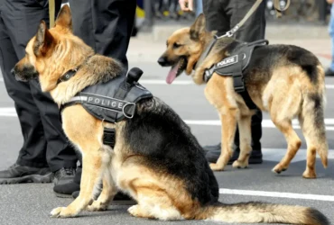 أقوى أنواع الكلاب البوليسية ومهاراتها الفريدة