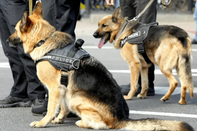 أقوى أنواع الكلاب البوليسية ومهاراتها الفريدة