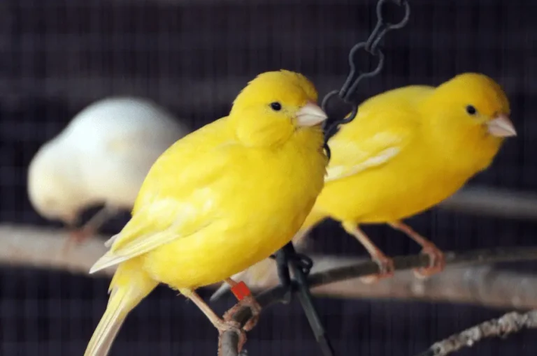 تزاوج طيور الكناري : نصائح لتحفيز الطيور وضمان التكاثر
